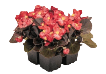 Semperbegoonia 9cm 1tk