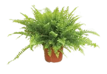 Sõnajalg potis, ø12cm