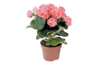 Roosbegoonia