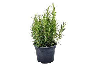 Rosmariin potis Ø14cm