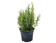 Rosmariin potis Ø14cm