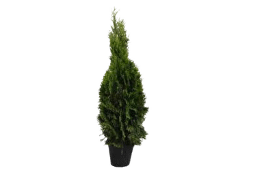 Elupuu Smaragd 80-100cm