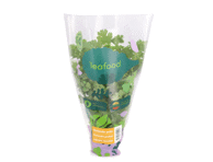 Koriander potis LEAFOOD