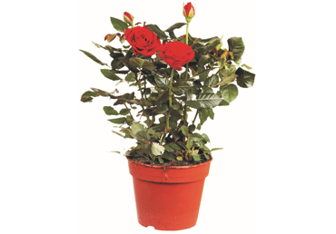 Roos potis 17cm - 1