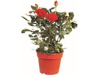 Roos potis 17cm