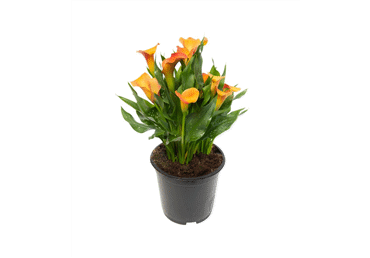 Potilill kalla  Ø13cm
