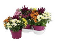 Krüsanteem mix potis Ø19 cm, 1tk