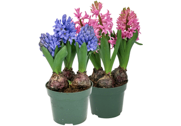 Hüatsint potis Ø12cm