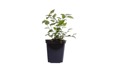 Sinikas BLUECROP  50cm