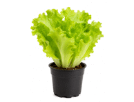 Lehtsalat potis, tk