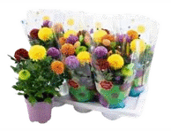Krüsanteem potis Pops mix Ø13cm, 1tk