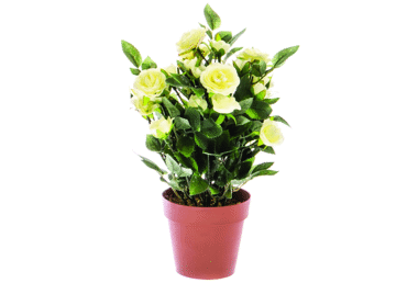 Roos potis 17cm - 2
