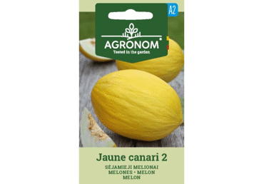 Melon Jaune Canari 2