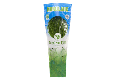 Murulauk GRÜNE FEE