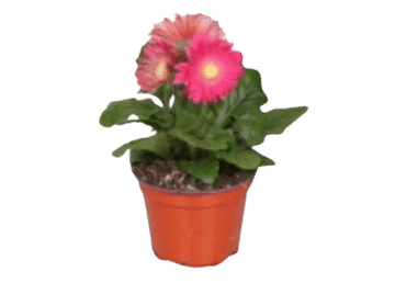 Potilill gerbera 12cm
