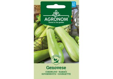 Suvikõrvits Genovese